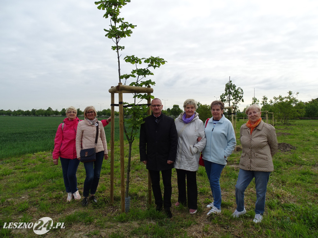 25 kasztanów posadzono w Lesznie