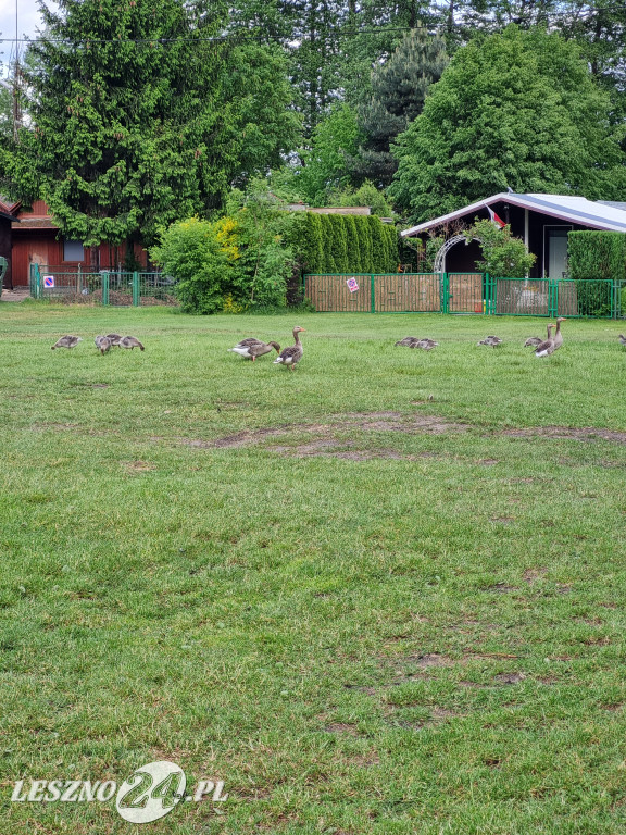 Plaża nad jeziorem pięknieje