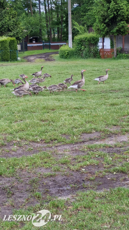 Plaża nad jeziorem pięknieje
