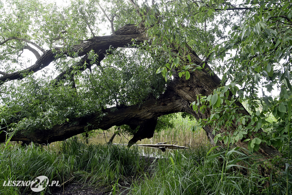 Nowości na Letnisku i Stanisławówce w Osiecznej