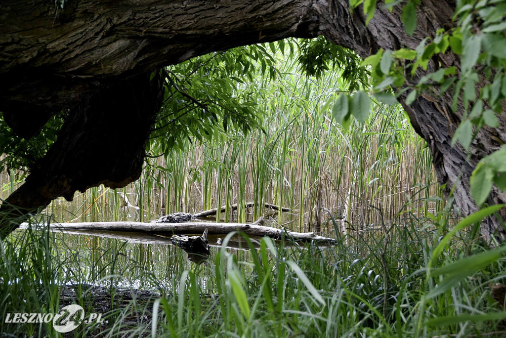 Nowości na Letnisku i Stanisławówce w Osiecznej