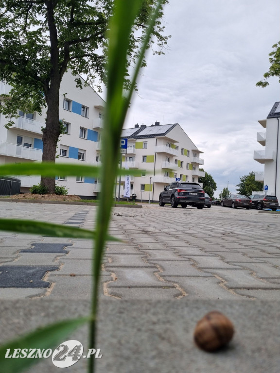 Nowe bloki GTBS w Lesznie