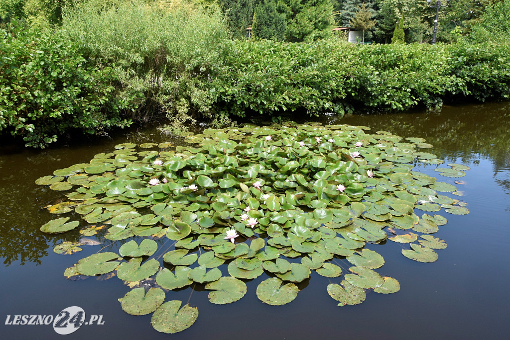 Niezwykły park we Włoszakowicach