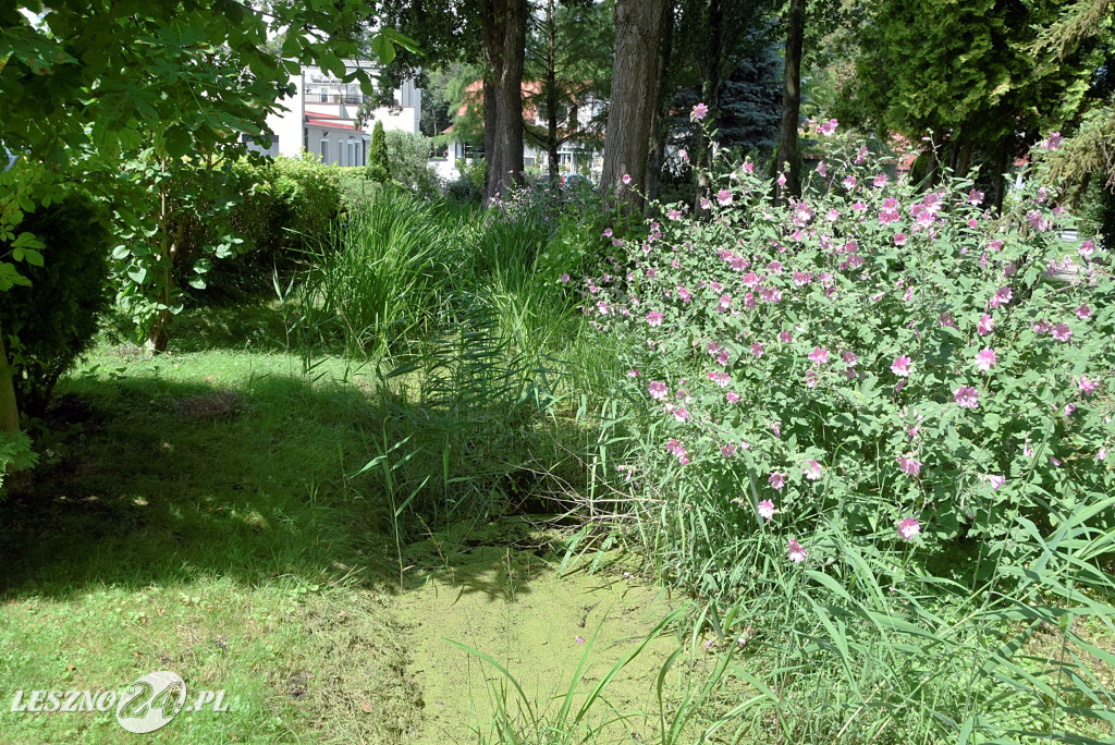 Niezwykły park we Włoszakowicach