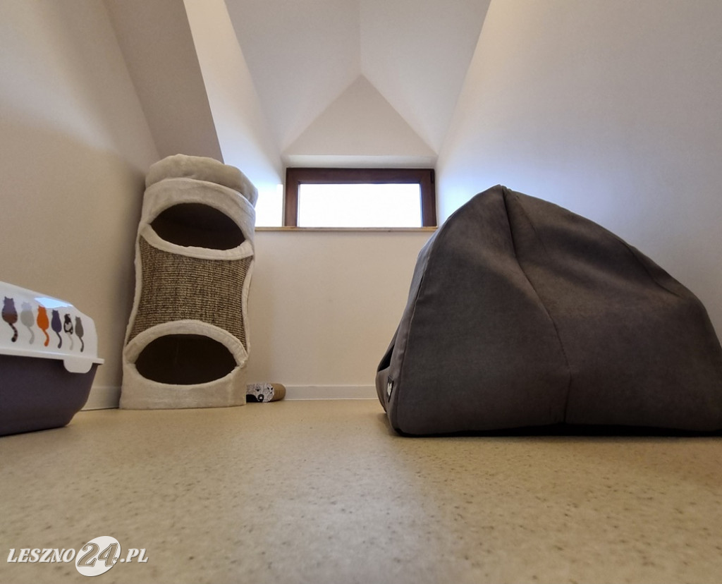 Złoty Strych Koci Hotel w Lesznie