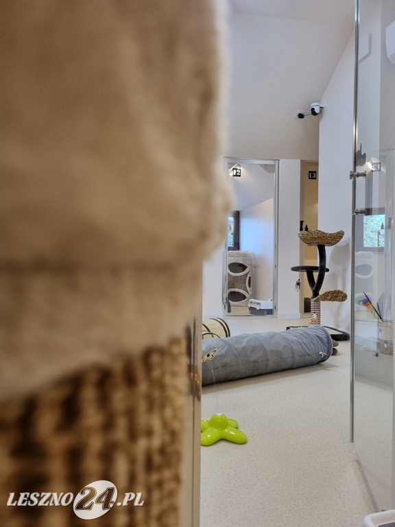 Złoty Strych Koci Hotel w Lesznie