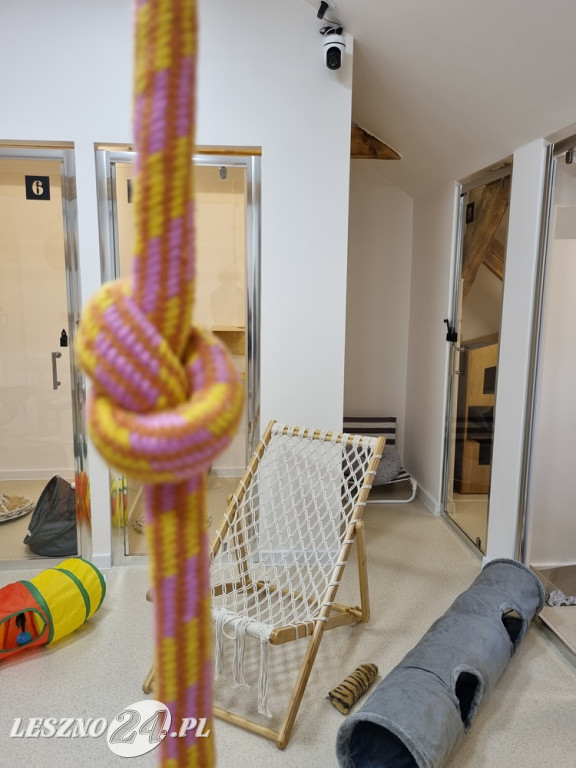 Złoty Strych Koci Hotel w Lesznie