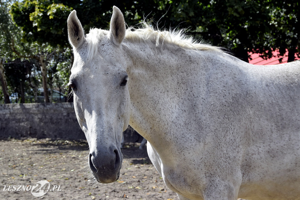 100-lecie gospodartwa Grzywaczyków w Lesznie