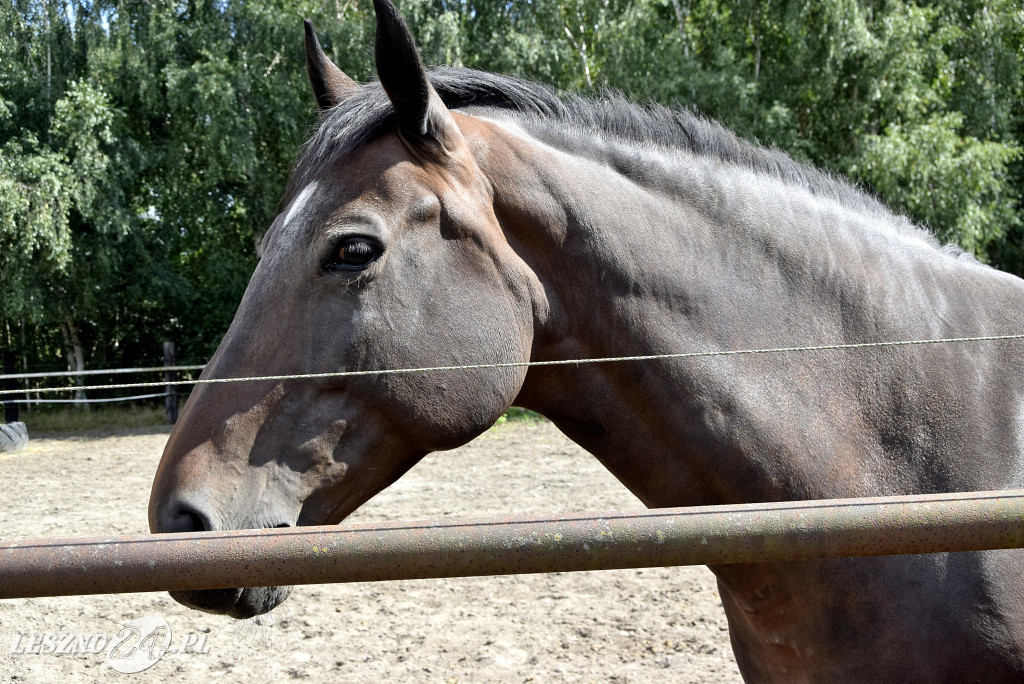100-lecie gospodartwa Grzywaczyków w Lesznie