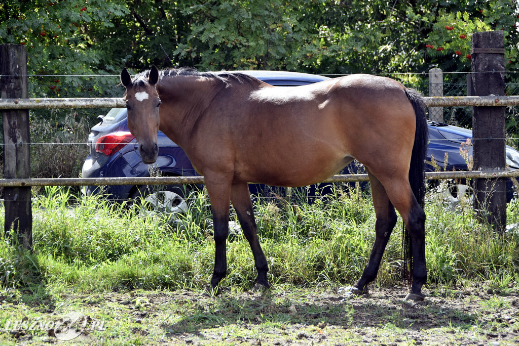 100-lecie gospodartwa Grzywaczyków w Lesznie