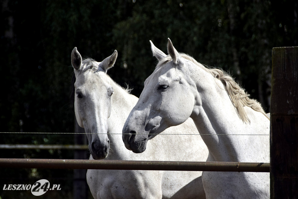 100-lecie gospodartwa Grzywaczyków w Lesznie