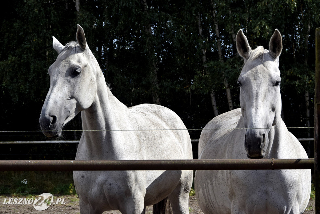 100-lecie gospodartwa Grzywaczyków w Lesznie