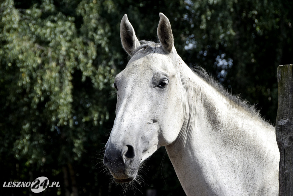100-lecie gospodartwa Grzywaczyków w Lesznie