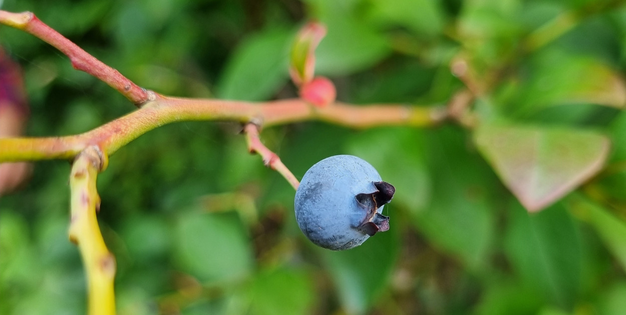 Przez zmiany klimatu przyroda głupieje