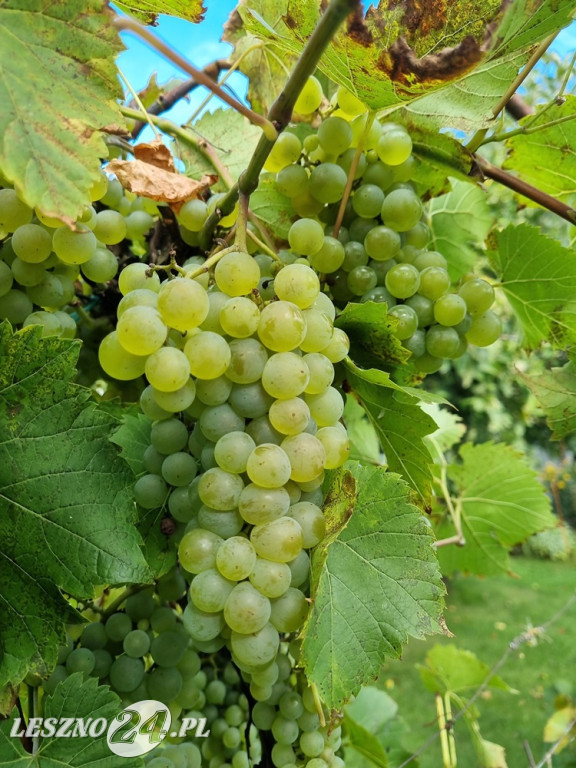 Przez zmiany klimatu przyroda głupieje