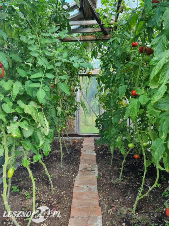 Przez zmiany klimatu przyroda głupieje