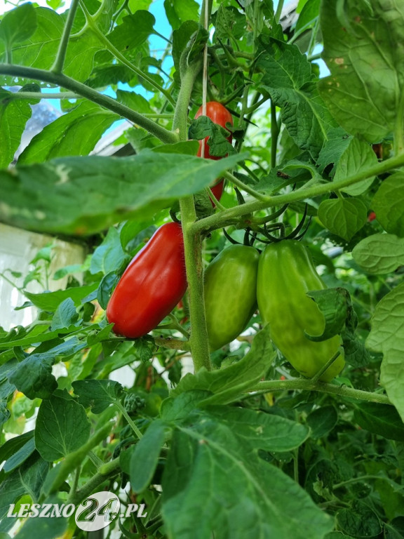 Przez zmiany klimatu przyroda głupieje