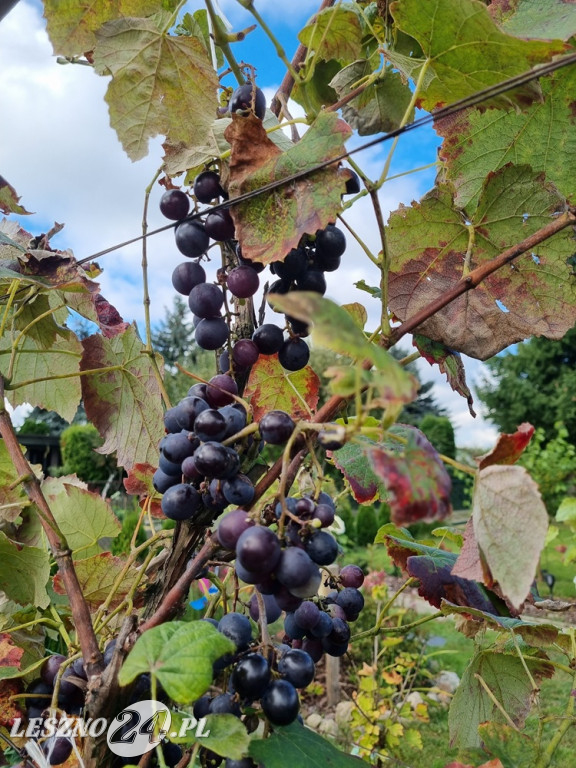 Przez zmiany klimatu przyroda głupieje