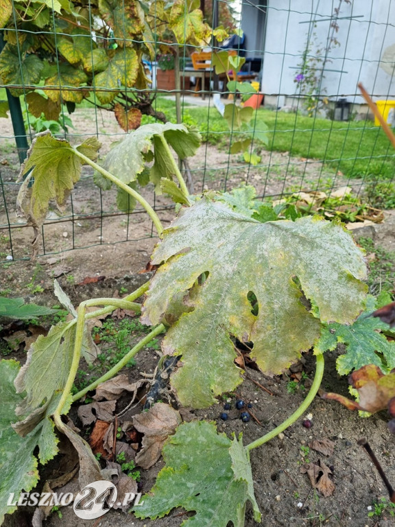 Przez zmiany klimatu przyroda głupieje