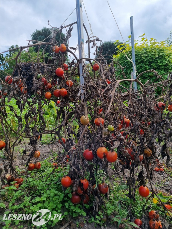 Przez zmiany klimatu przyroda głupieje
