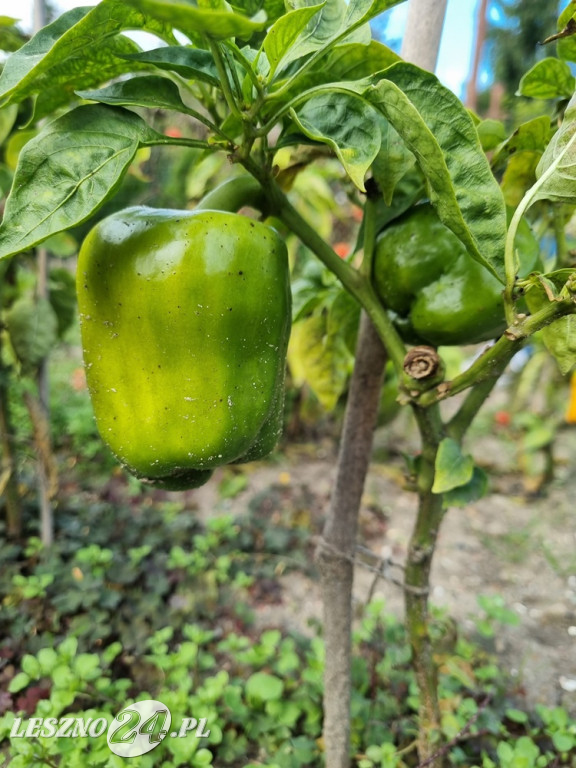 Przez zmiany klimatu przyroda głupieje