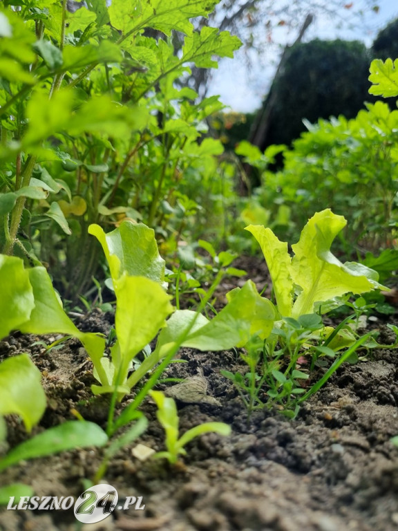 Przez zmiany klimatu przyroda głupieje