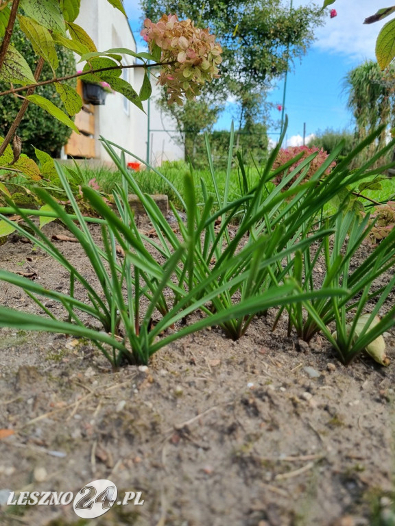 Przez zmiany klimatu przyroda głupieje