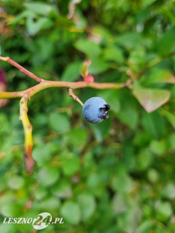 Przez zmiany klimatu przyroda głupieje