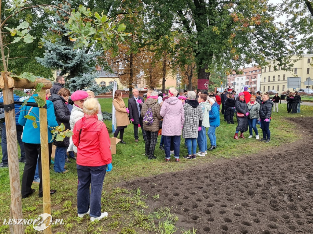 Pole Nadziei - sadzenie żonkili 2025