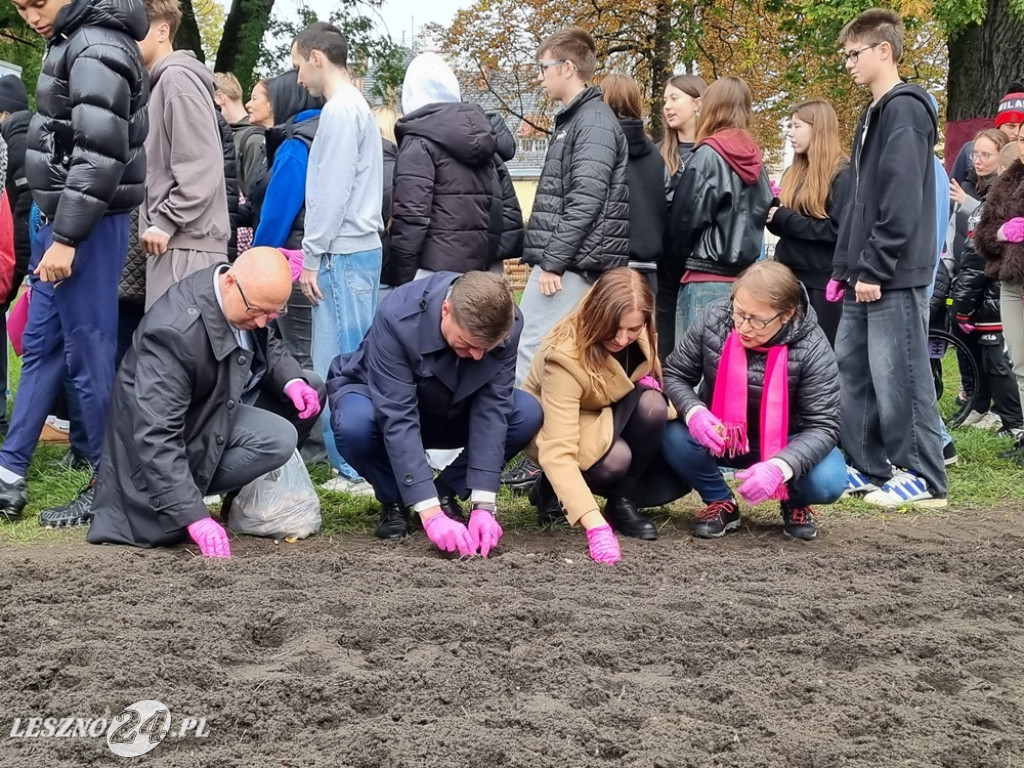 Pole Nadziei - sadzenie żonkili 2025