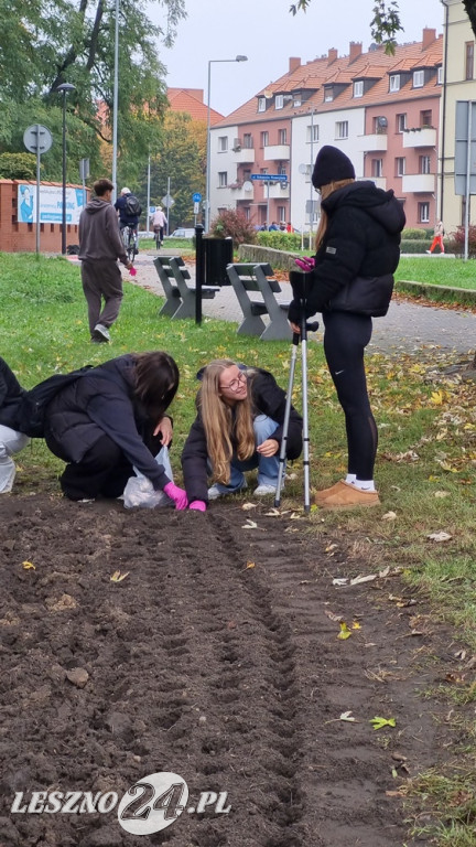 Pole Nadziei - sadzenie żonkili 2025