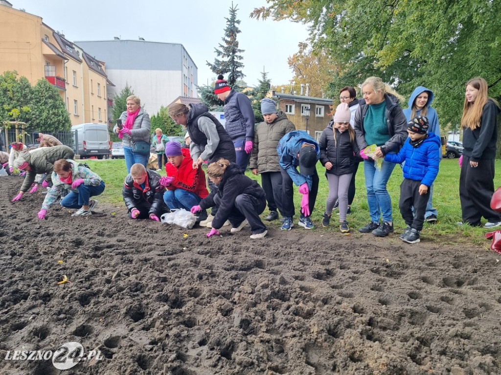 Pole Nadziei - sadzenie żonkili 2025