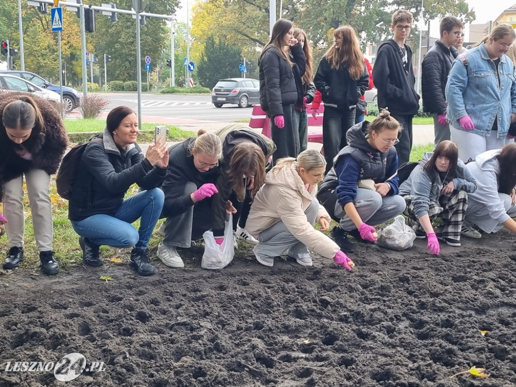 Pole Nadziei - sadzenie żonkili 2025