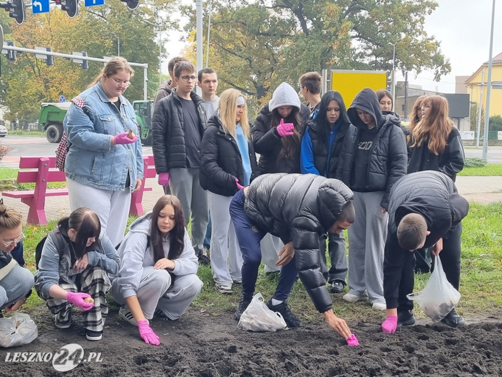 Pole Nadziei - sadzenie żonkili 2025