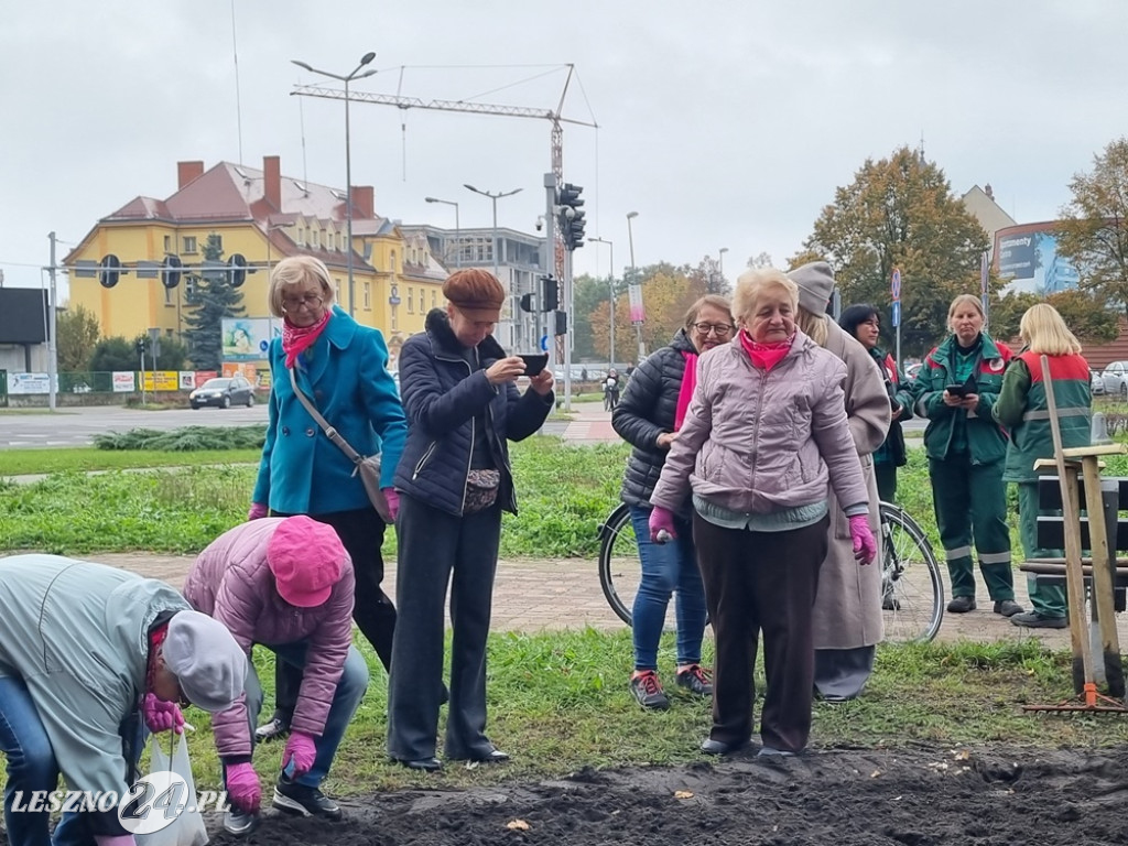 Pole Nadziei - sadzenie żonkili 2025