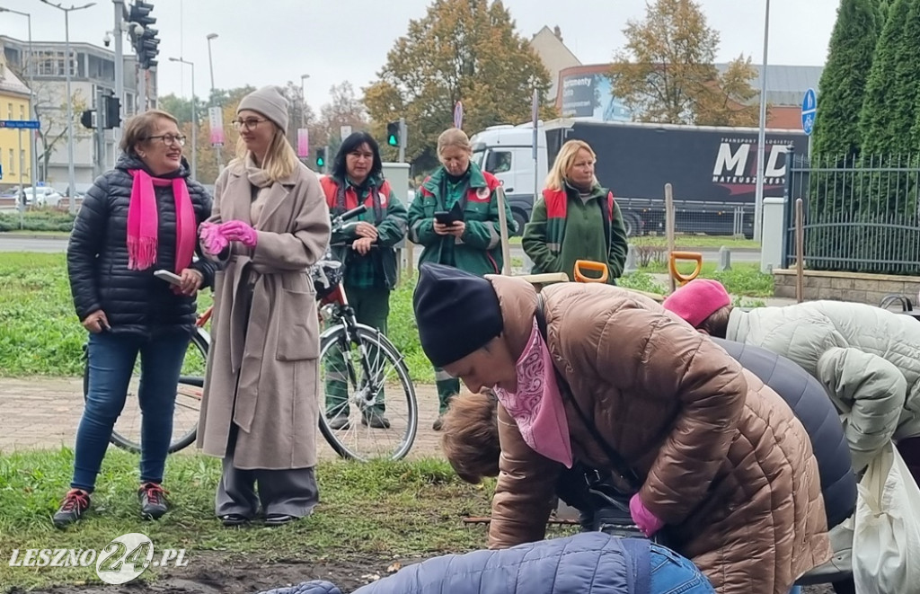Pole Nadziei - sadzenie żonkili 2025