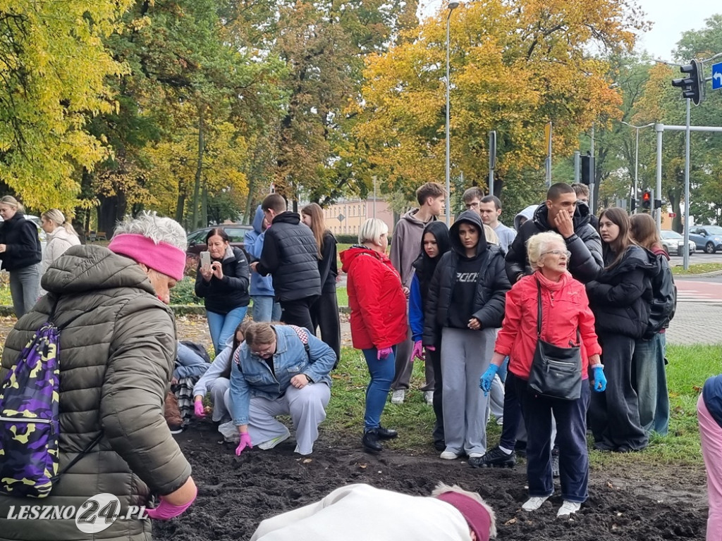 Pole Nadziei - sadzenie żonkili 2025