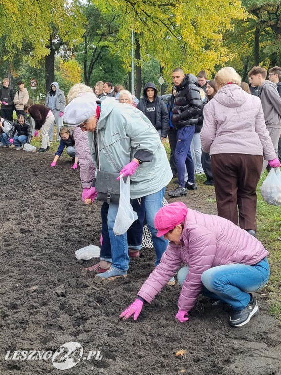 Pole Nadziei - sadzenie żonkili 2025