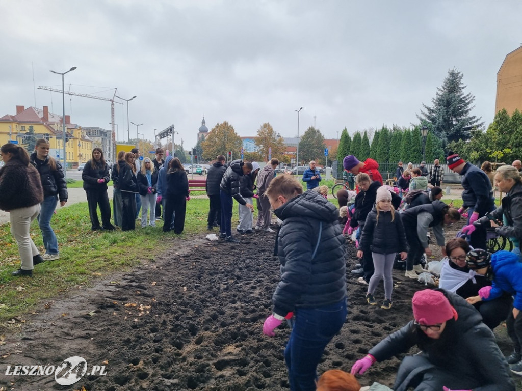 Pole Nadziei - sadzenie żonkili 2025