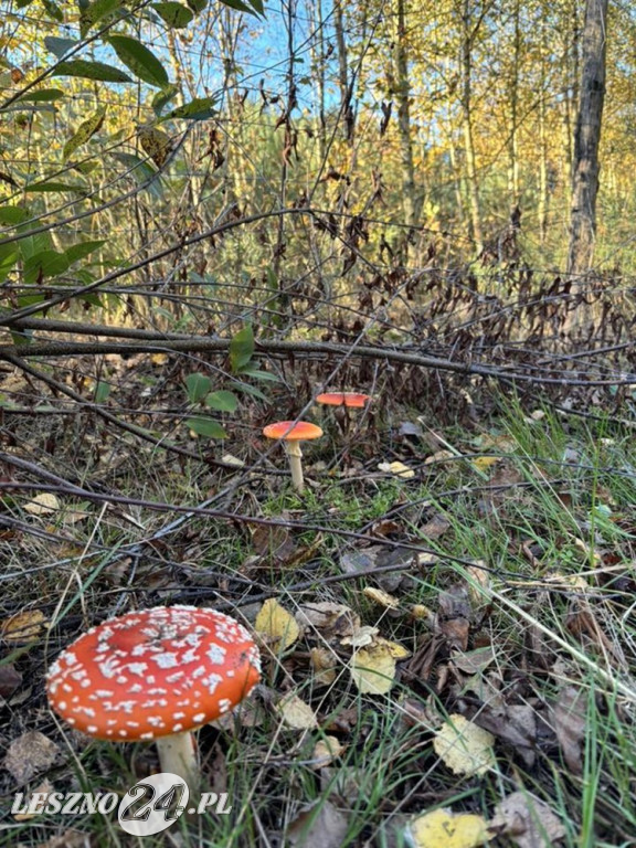 Jesienne zdjęcia czytelników leszno24.pl