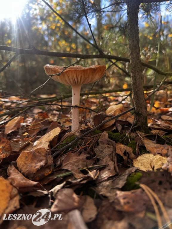 Jesienne zdjęcia czytelników leszno24.pl