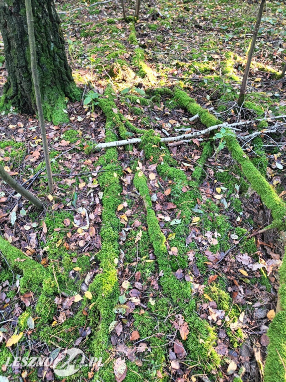 Jesienne zdjęcia czytelników leszno24.pl