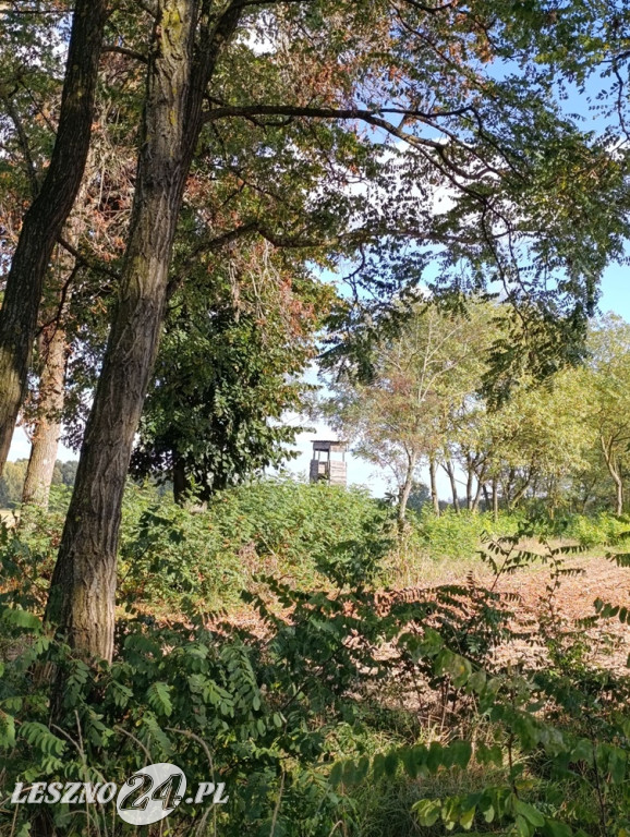 Jesienne zdjęcia czytelników leszno24.pl