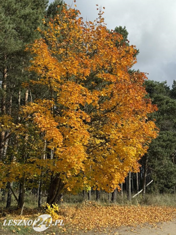 Jesienne zdjęcia czytelników leszno24.pl