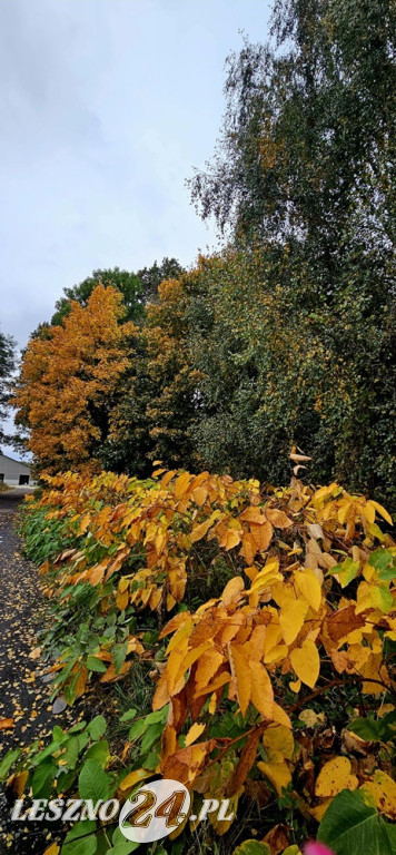 Jesienne zdjęcia czytelników leszno24.pl
