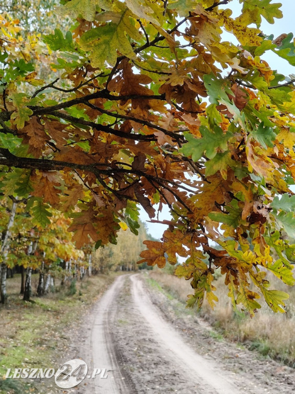 Jesienne zdjęcia czytelników leszno24.pl