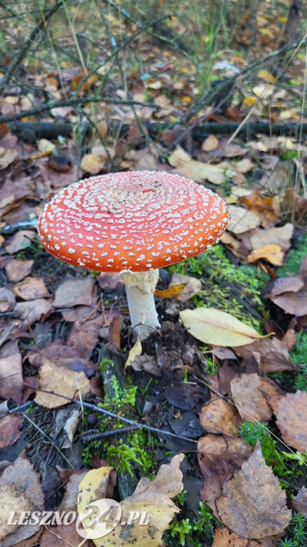 Jesienne zdjęcia czytelników leszno24.pl