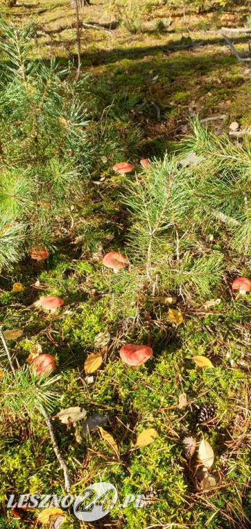 Jesienne zdjęcia czytelników leszno24.pl