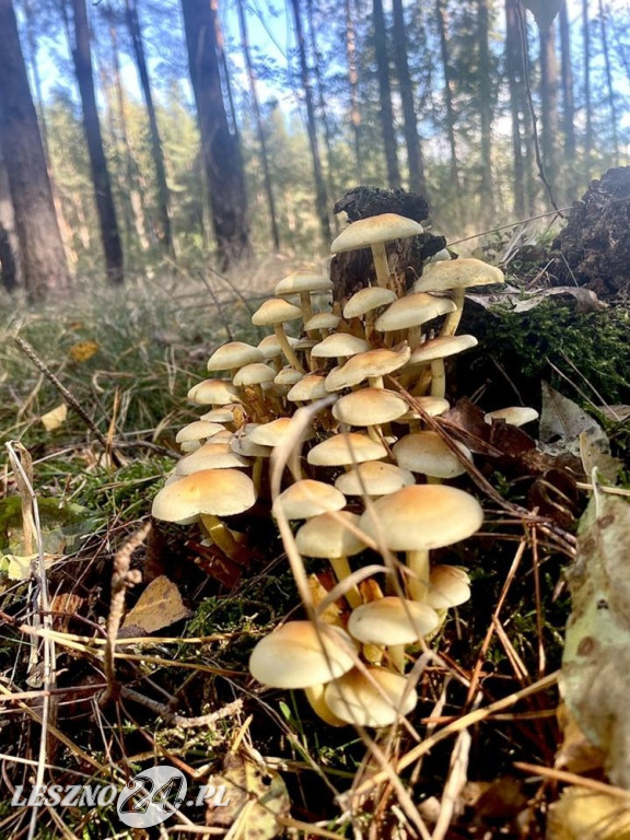 Jesienne zdjęcia czytelników leszno24.pl