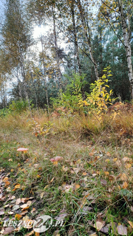 Jesienne zdjęcia czytelników leszno24.pl